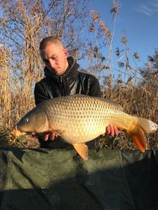 Common Carp