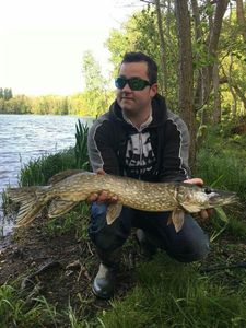 Chain Pickerel