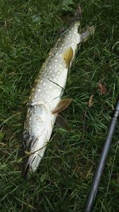 Northern Pike