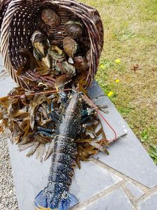 European Lobster