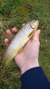 Brown Trout
