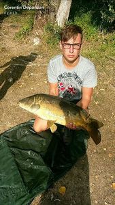 Mirror Carp