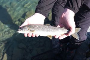 Lake Trout