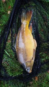 Leather Carp