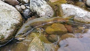 Brown Trout