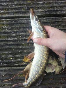Chain Pickerel