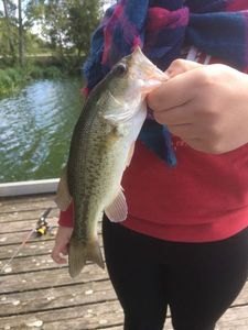 Largemouth Bass