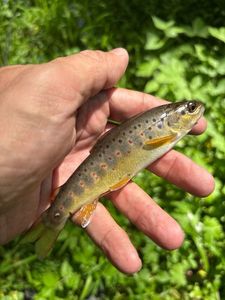Brown Trout