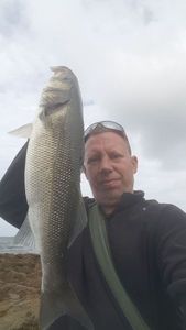 European Bass (Seabass)