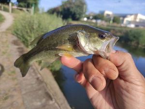 Largemouth Bass