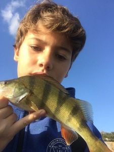 European Perch