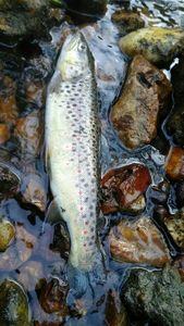 Brown Trout