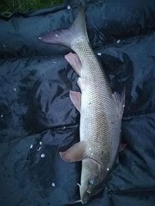 Barbel