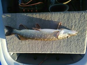 Northern Pike