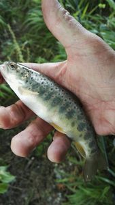 Brown Trout