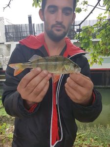 European Perch