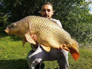 Common Carp