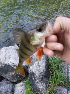 European Perch