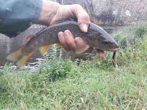 Brown Trout