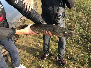 Northern Pike