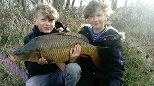 Common Carp