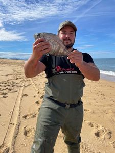 White Seabream