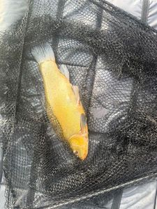 Tench