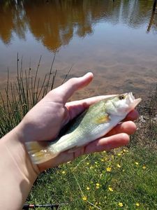Largemouth Bass