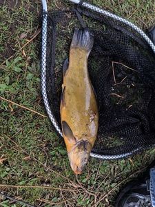Tench