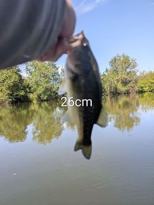 Largemouth Bass