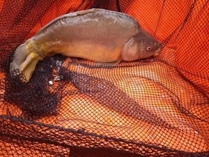 Mirror Carp