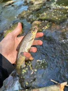Brown Trout
