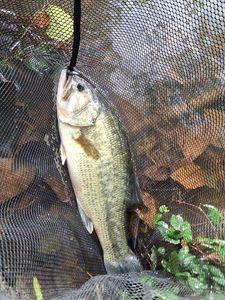 Largemouth Bass