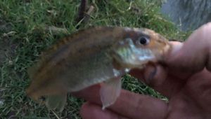 Ruffe