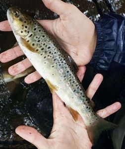 Brown Trout