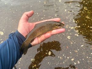 Brown Trout