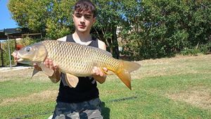 Common Carp