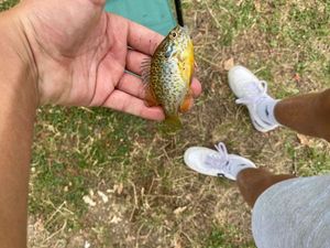 Green Sunfish