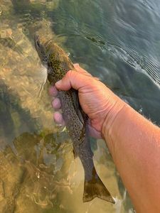 Brown Trout