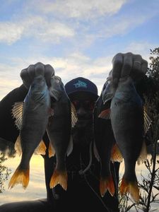 European Perch