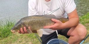 Common Carp
