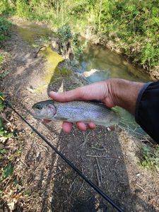 Rainbow Trout