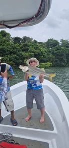 Atlantic Snook