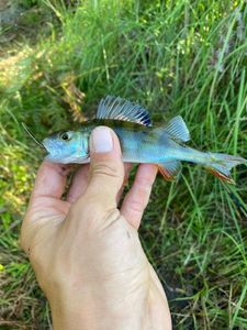 European Perch