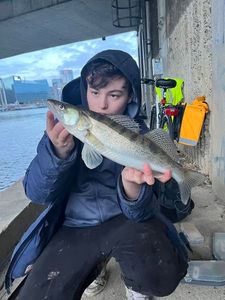 Zander