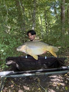 Mirror Carp