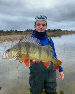 European Perch