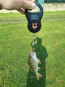 European Perch