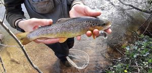Brown Trout