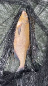 Common Bream